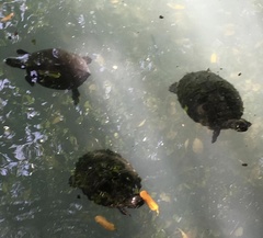 Trachemys venusta iversoni