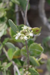 Cynanchum natalitium