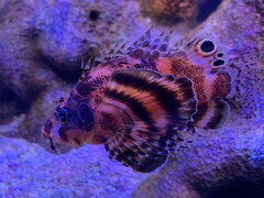 Dendrochirus biocellatus