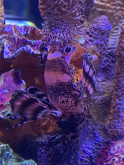 Dendrochirus biocellatus