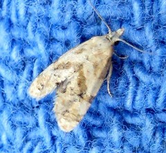 Cochylis caulocatax