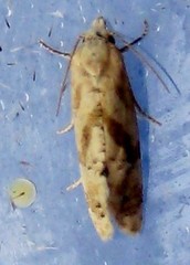 Cochylis caulocatax