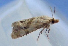 Cochylis caulocatax