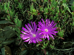 Lampranthus haworthii