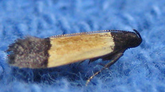 Anacampsis coverdalella