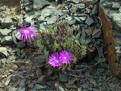 Lampranthus haworthii