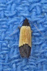 Anacampsis coverdalella