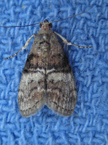 Maple Webworm Moth photo 6