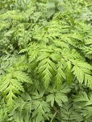 Anthriscus sylvestris