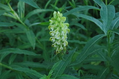 Pedicularis compacta