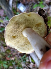 Suillus hirtellus