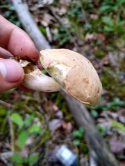Suillus hirtellus