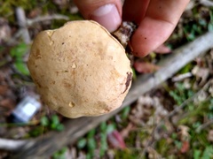 Suillus hirtellus