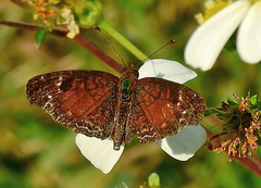 Anthanassa argentea