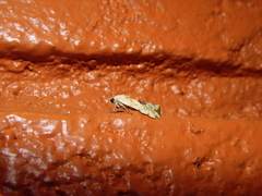 Acontiinae