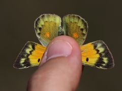 Colias chrysotheme