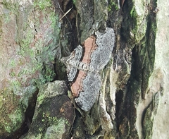 Xanthorhoe labradorensis