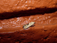 Acontiinae