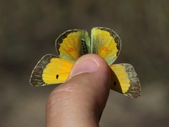 Colias chrysotheme