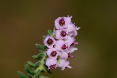 Erica strigosa
