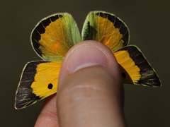 Colias croceus
