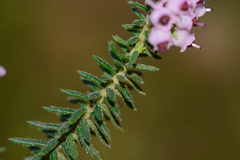 Erica strigosa