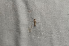 Pyroderces argyrogrammos