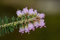 Erica strigosa