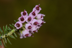 Erica strigosa