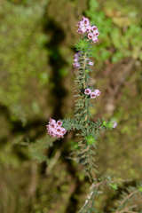 Erica strigosa