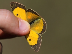 Colias croceus