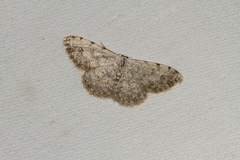 Scopula submutata
