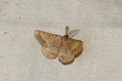 Selidosema brunnearia