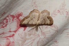 Selidosema brunnearia