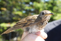 Catharus bicknelli
