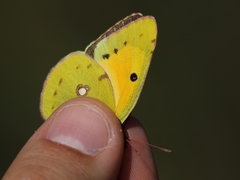 Colias croceus