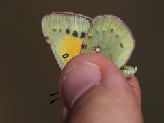 Colias chrysotheme