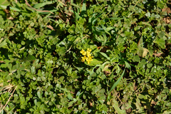 Lotononis umbellata