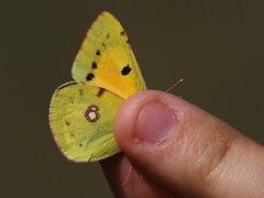 Colias croceus