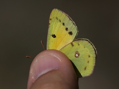 Colias chrysotheme