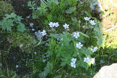Geranium krylovii