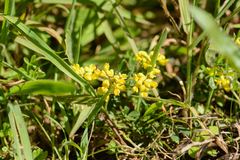 Lotononis umbellata