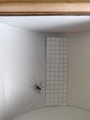 Steatoda grossa