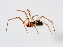 Steatoda grossa