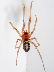 Steatoda grossa