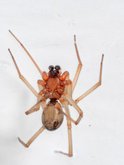 Steatoda grossa