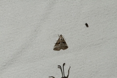 Zebeeba falsalis
