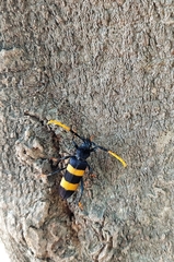 Zonopterus flavitarsis