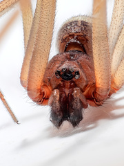 Steatoda grossa