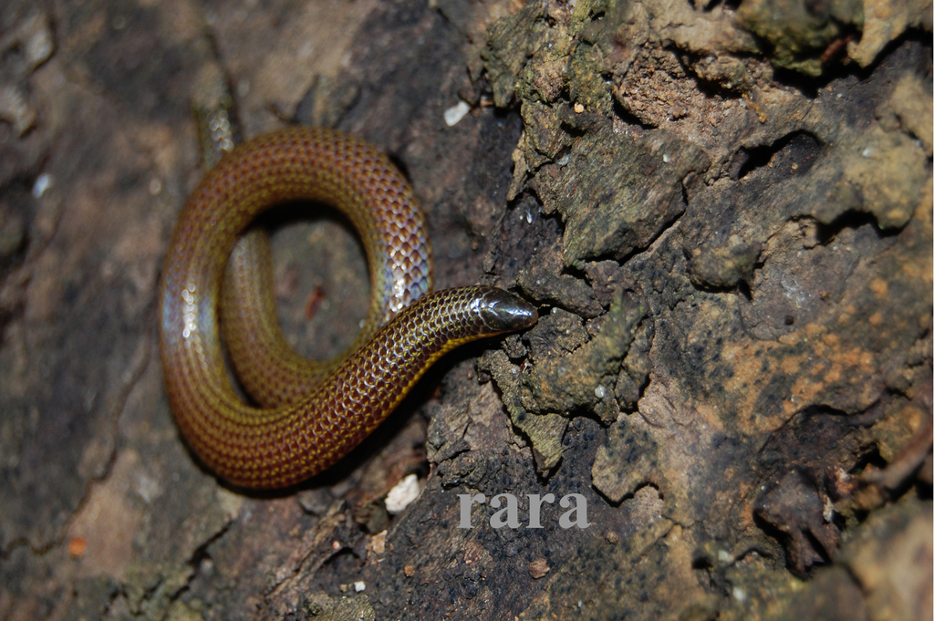 Tirunelveli Earth Snake